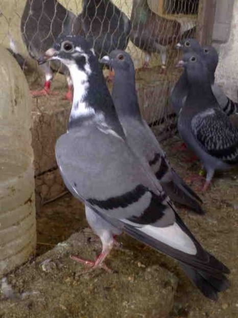 111 - X-Porumbei vinduti