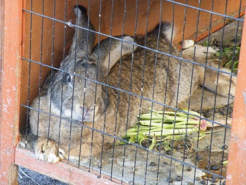 caldura mare mai ales cand ai cojoc - ZOO PARK