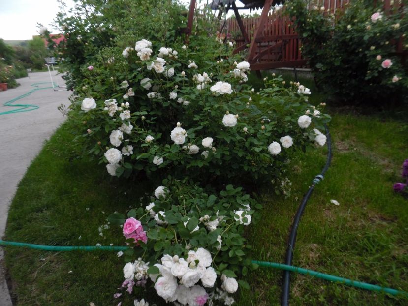  - Engl Winchester Cathedral