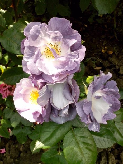 blue for you - 0 TRANDAFIRI 2017