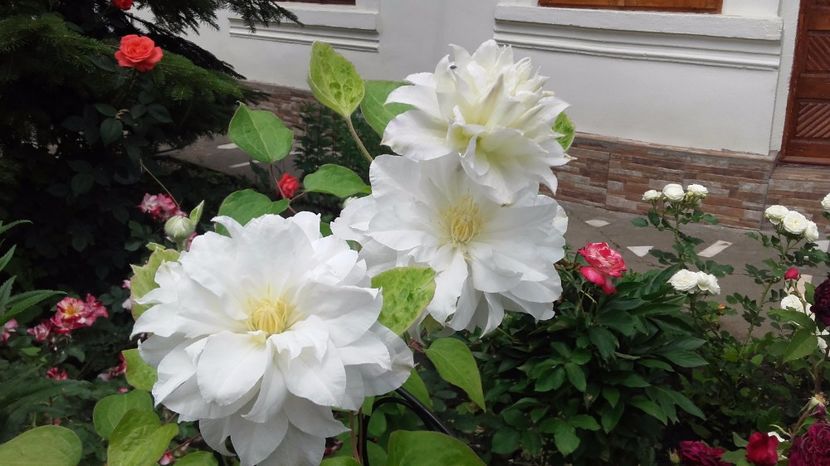 clematis marie curie (2) - 2017 gradina