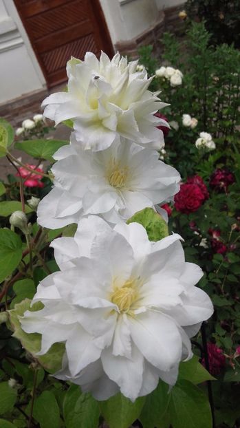 clematis marie curie - 2017 gradina