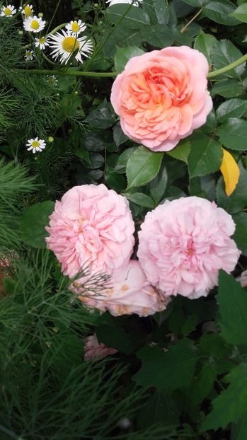 chipindelle - Chippendale