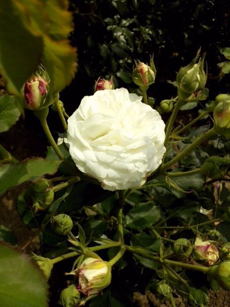 boule de neige - 0 TRANDAFIRI 2017