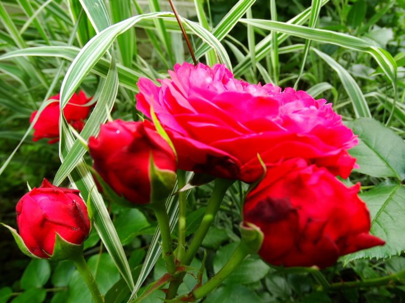  - Red Leonardo da Vinci