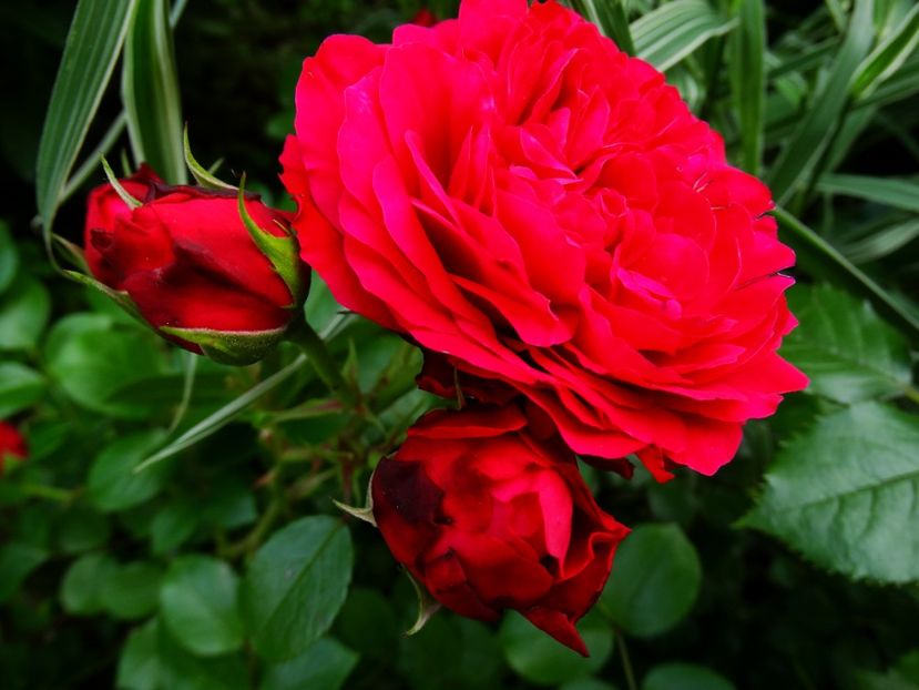  - Red Leonardo da Vinci