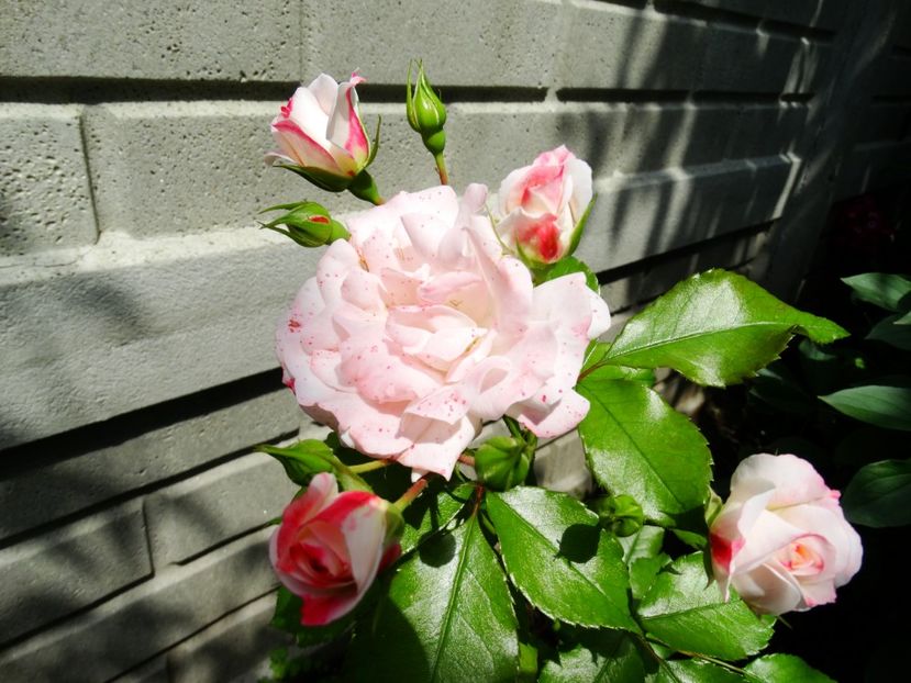  - Rosenstadt Friesing