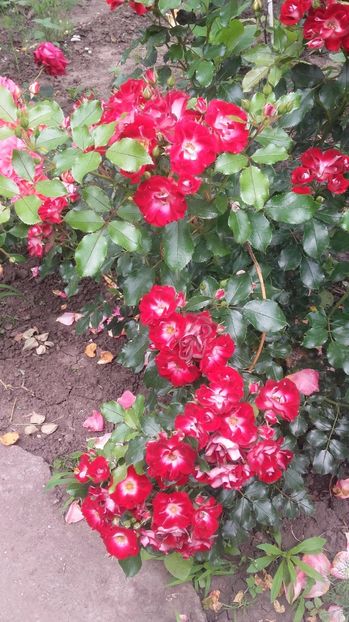 parik p - Patrik Poivre Darvor