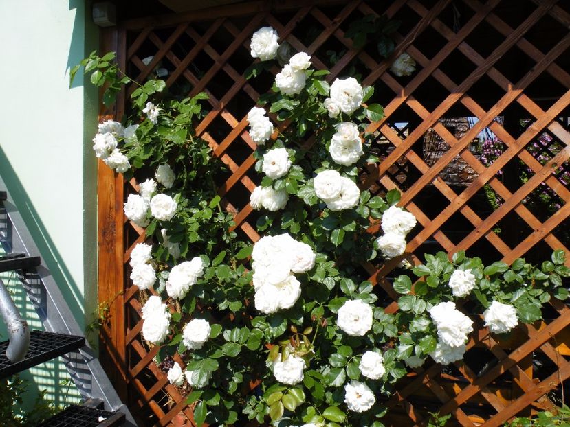  - 2017 in gradina mea