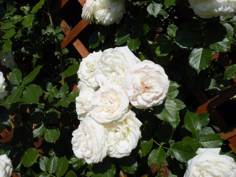  - 2017 in gradina mea