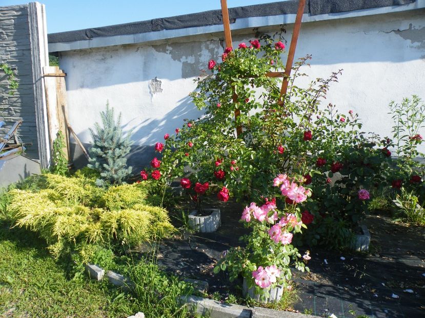  - 2017 in gradina mea