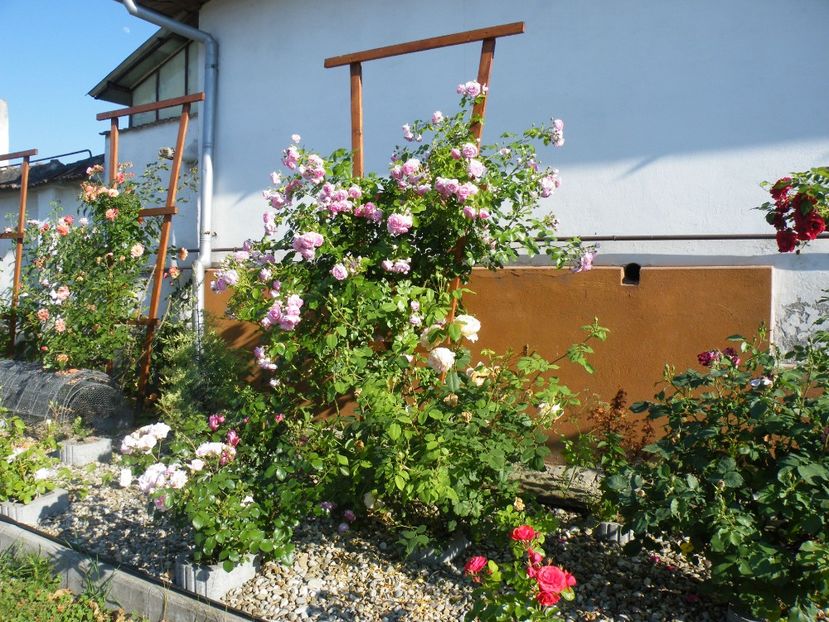  - 2017 in gradina mea