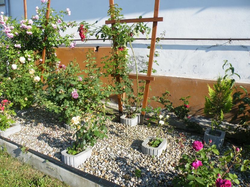  - 2017 in gradina mea