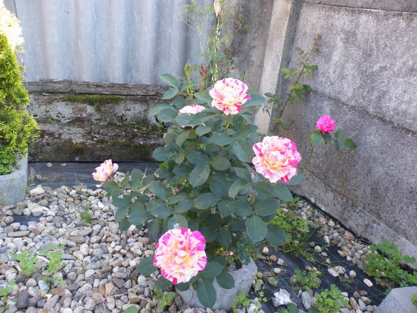  - 2017 in gradina mea