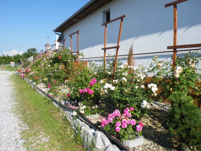  - 2017 in gradina mea