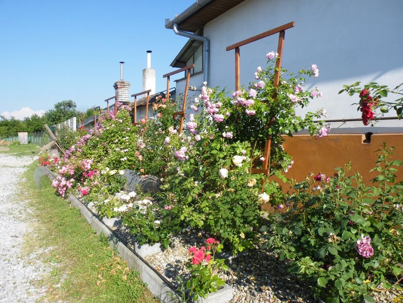  - 2017 in gradina mea