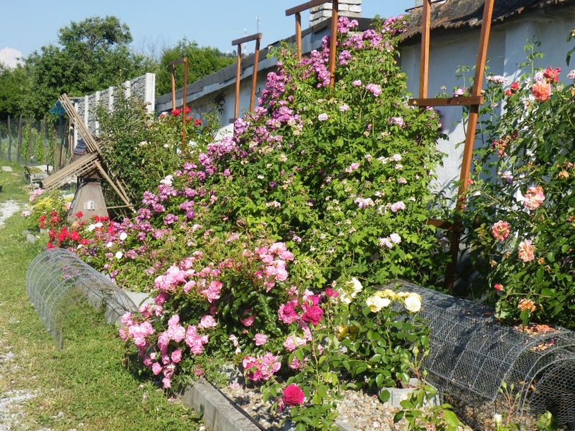  - 2017 in gradina mea