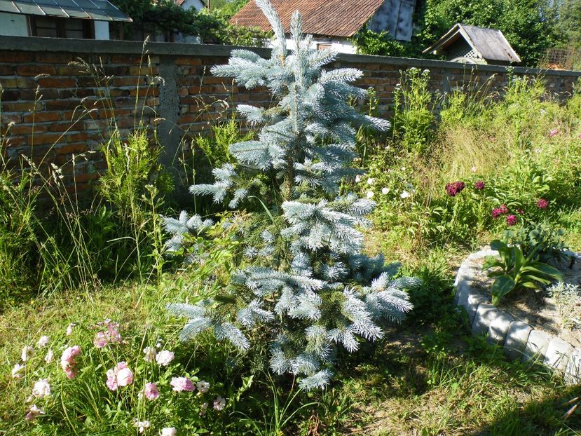 picea edith - 2017 in gradina mea