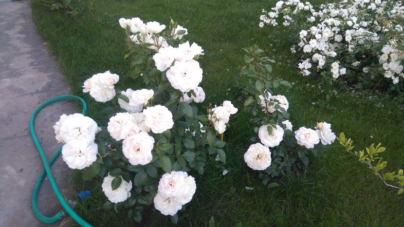  - Uetersener klosterrose- urcator