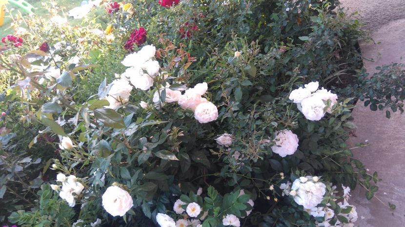  - Uetersener klosterrose- urcator