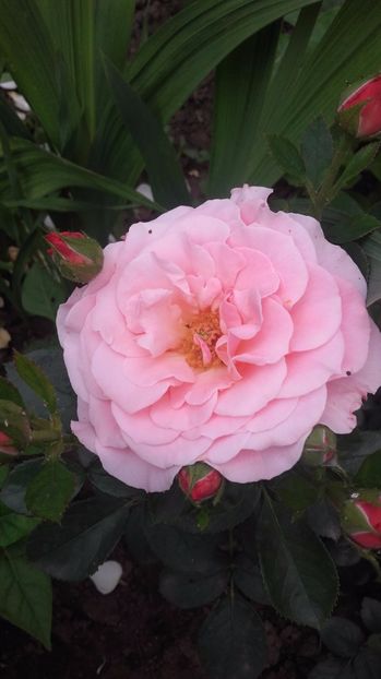 tickled pink - tickled pink