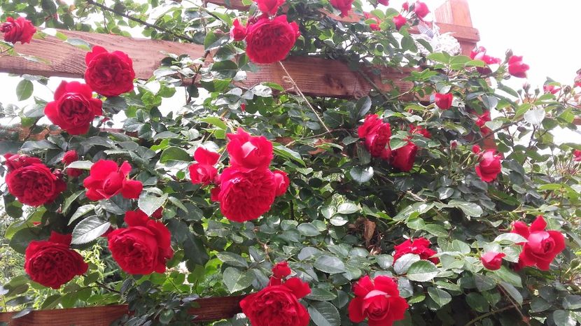 florentina (2) - florentina