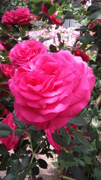  - Maritim de la Tantau ???