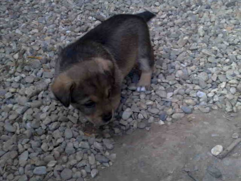  - Caini de sobolani-dihori-paza