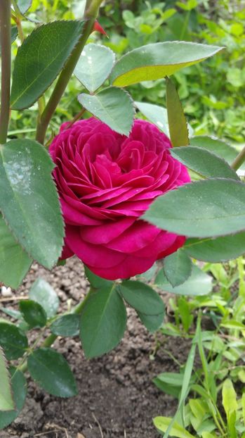 J.W. Gothe  prima floare - Trandafiri 2017