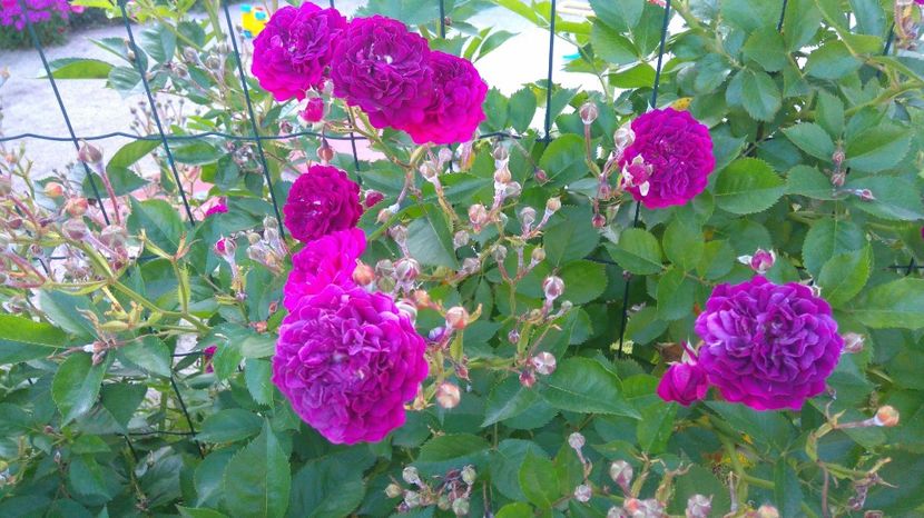 Blue Magenta-urcator - 1 Nou Trandafiri 2024