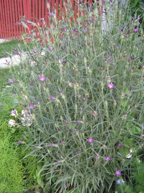  - A-A Gradina cu flori 2017