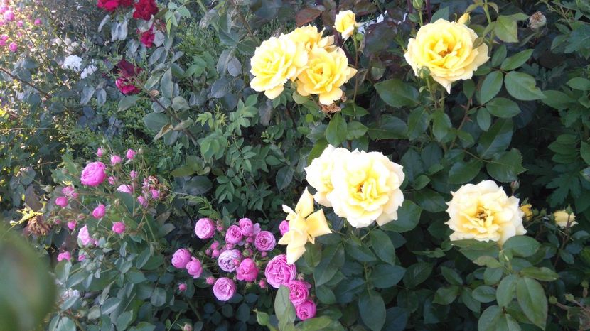 Luat ca fiind Cassanova - Trandafiri comerciali