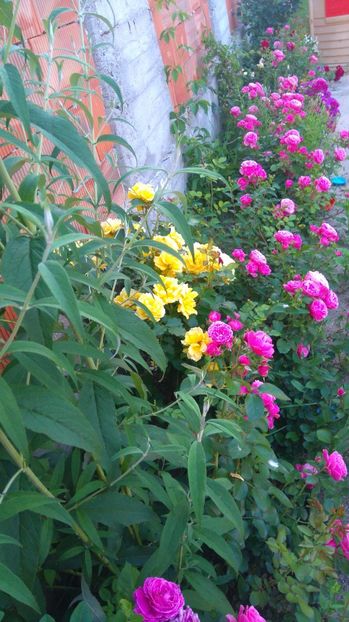 Banda de kimono - Trandafiri comerciali