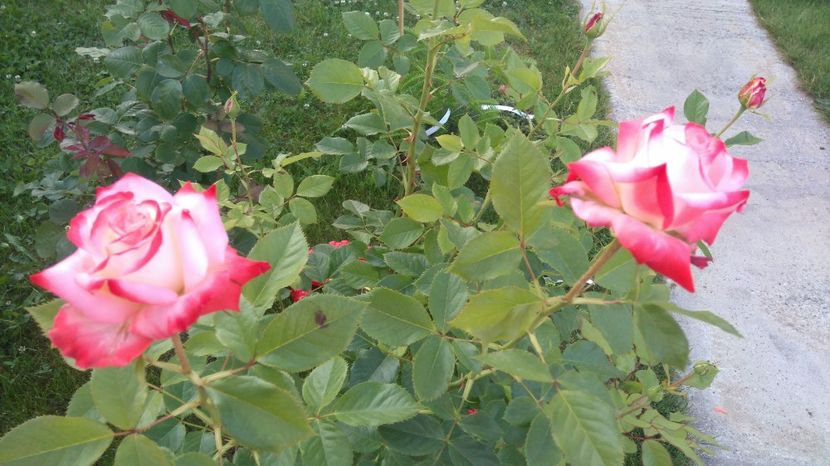 Printesa Farah - Trandafiri comerciali