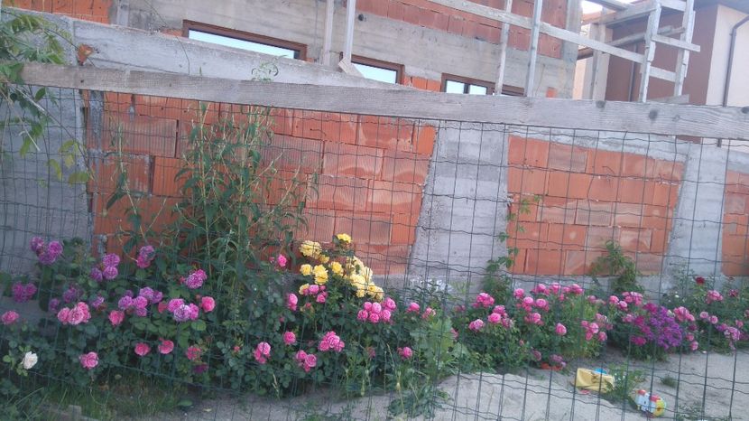  - Trandafiri comerciali