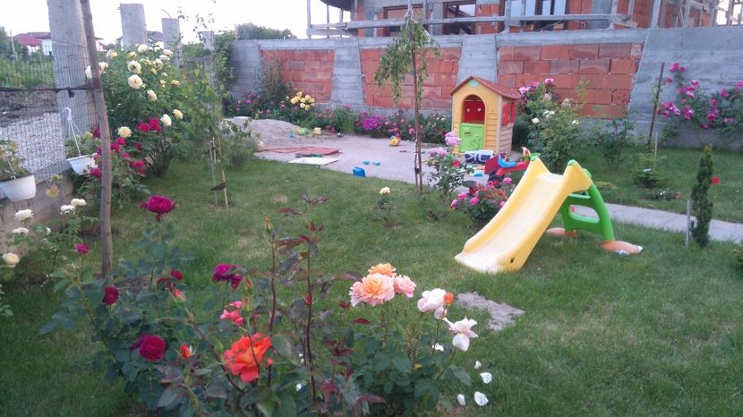 Remy martin - Trandafiri comerciali