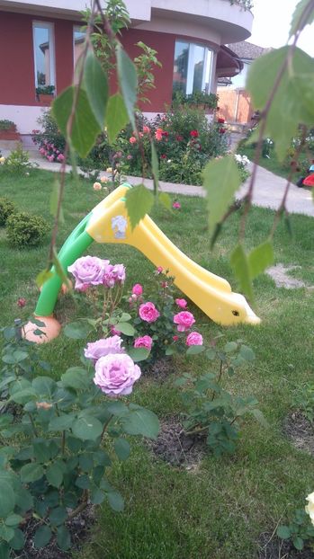  - Trandafiri comerciali