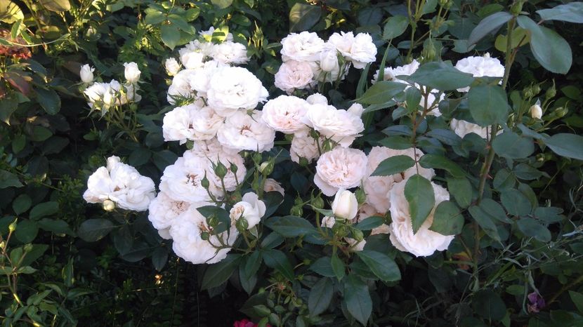  - Uetersener klosterrose- urcator