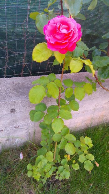  - Dee dee Bridgewater