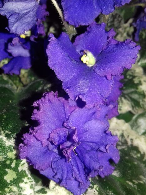 La aceeași planta - violete