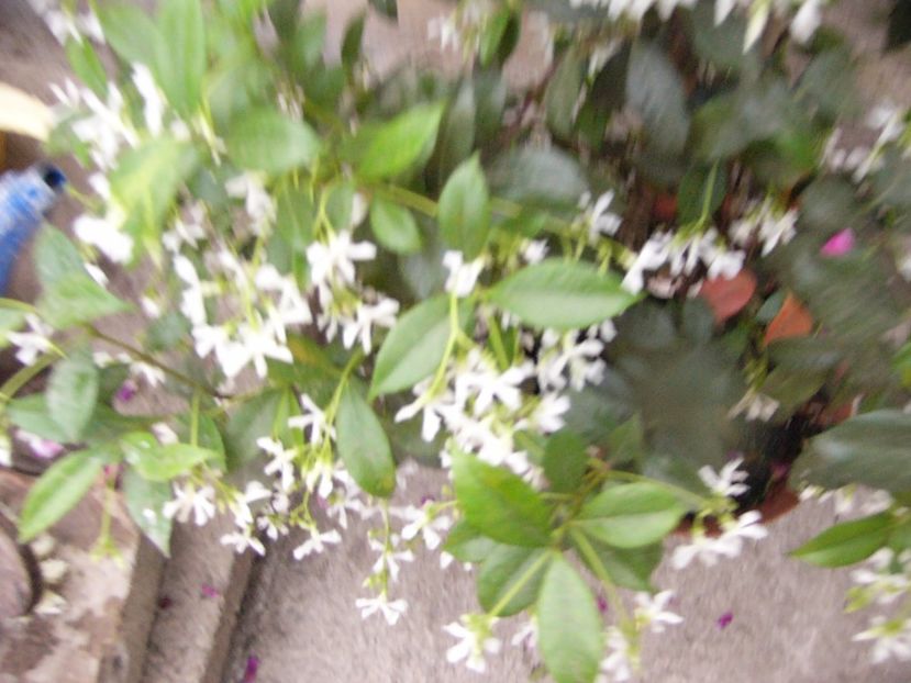 P1340663 - ANUL 2017 VIII