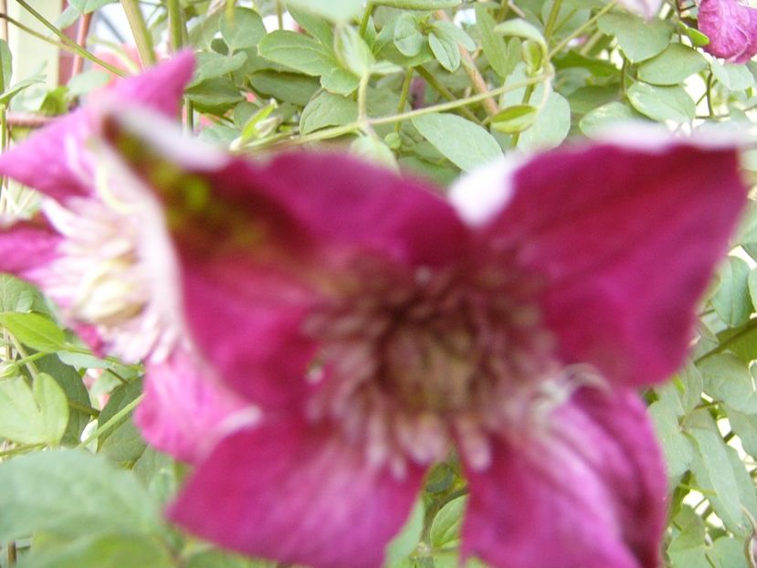 P1340686 - ANUL 2017 VIII