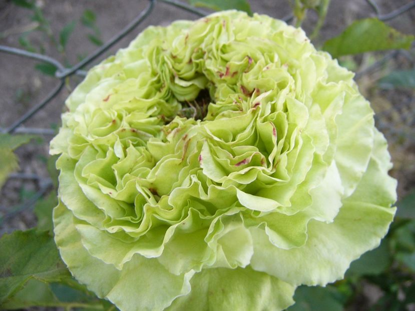 P1340692 - ANUL 2017 VIII