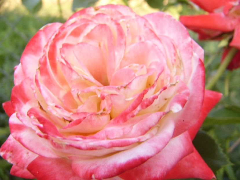 Rosa Keiserin Farah - ANUL 2017 VIII