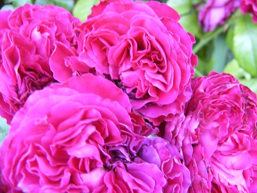 P1340708 - ANUL 2017 VIII