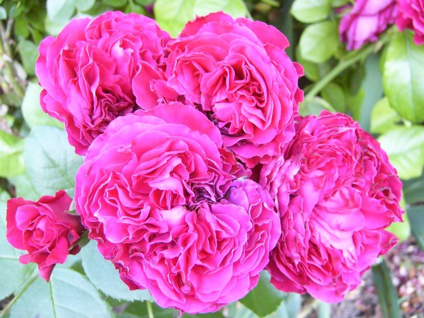 Rosa red Leonardo da Vinci - ANUL 2017 VIII