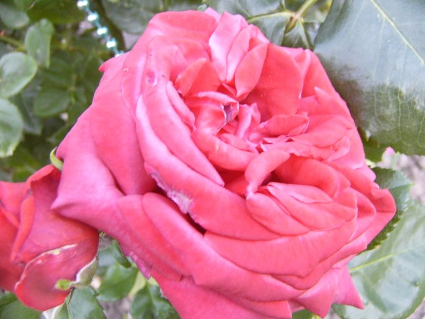 Rosa Teracota - ANUL 2017 VIII