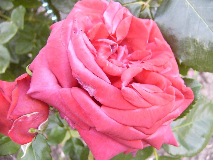 P1340714 - ANUL 2017 VIII