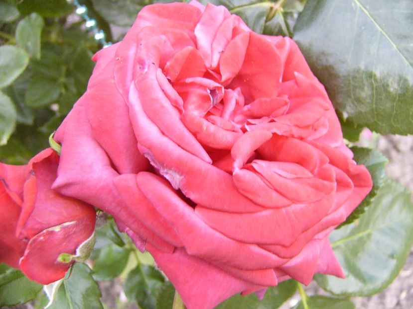 P1340715 - ANUL 2017 VIII