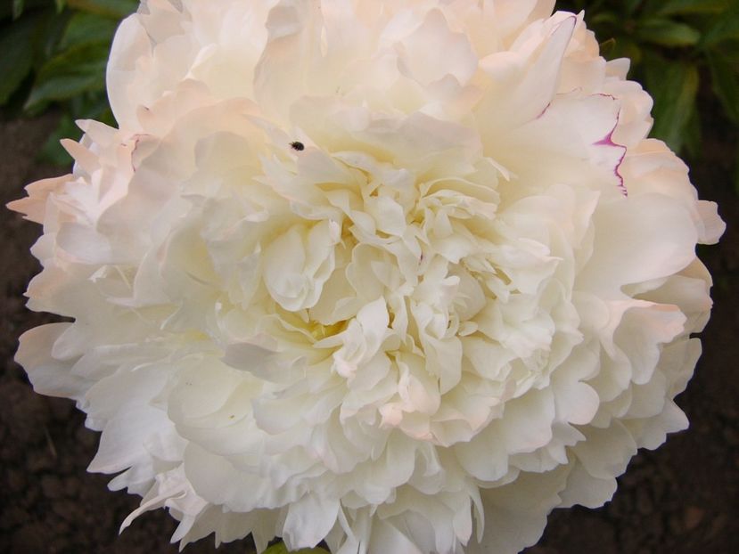 Paeonia Norma Voltz - ANUL 2017 VIII